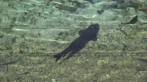 Рыба в водоеме в городе Рива дель Гарда. Италия. Май. Fish in a pond in the city Riva del Garda. Italy. May. Стоковое видео, видеограф Горшков Александр / Фотобанк Лори