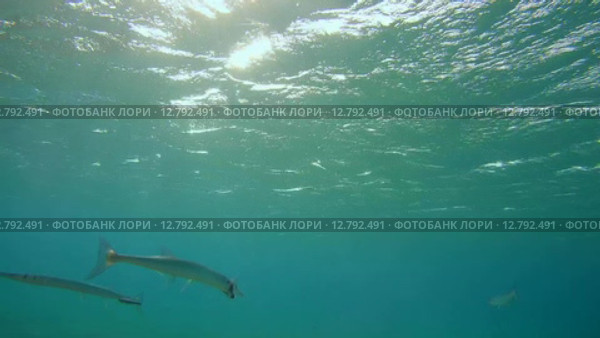 Рыбы чистильщики (Aspidontus taeniat) чистят морскую щуку Саргана (Belone belone) на коралловом рифе, Красное море, Марса-эль-Алам, бухта Абу-Дабаб, Египет. Стоковое видео, видеограф Некрасов Андрей / Фотобанк Лори