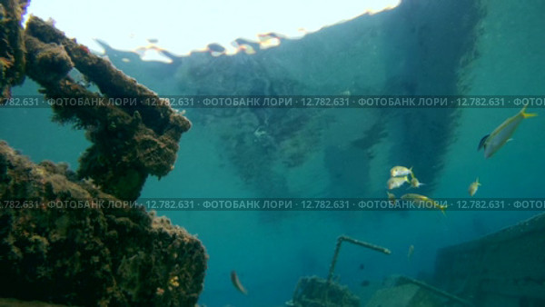 Рыбы чистильщики чистят Барабуль над затонувшем судном, Красное море, Марса-эль-Алам, бухта Абу-Дабаб, Египет. Стоковое видео, видеограф Некрасов Андрей / Фотобанк Лори