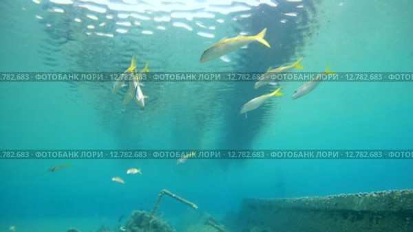 Рыбы чистильщики чистят стаю Барабуль, Красное море, Марса-эль-Алам, бухта Абу-Дабаб, Египет. Стоковое видео, видеограф Некрасов Андрей / Фотобанк Лори