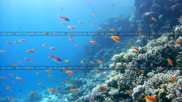 Рыбы Голди (Pseudanthias squamipinnis) возле коралловых рифов, Красное море, Дахаб, Синайский полуостров, Египет. Стоковое видео, видеограф Некрасов Андрей / Фотобанк Лори