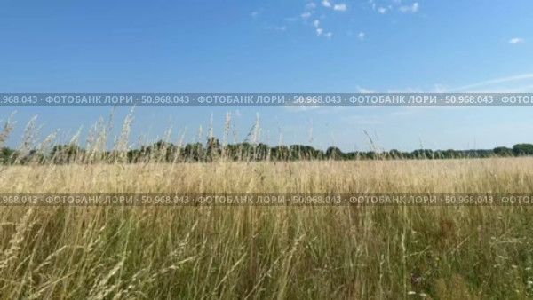 Rye grits in the wind on a warm summer day video. Стоковое видео, видеограф Соболева Наталия / Фотобанк Лори