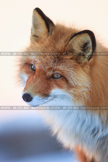 Рыжая лисица (Vulpes vulpes). Портрет лисы крупным планом. Дикая лисица в естественной среде обитания в тундре в Арктике. Живая природа северных регионов Сибири и Дальнего Востока России. Животный мир Чукотки. Стоковое фото, фотограф Андрей Степанов / Фотобанк Лори