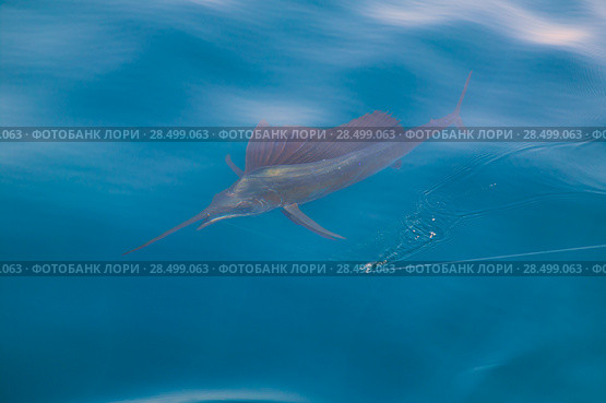 Sailfish sportfishing close to the boat with fishing line under surface. Стоковое фото, фотограф Tono Balaguer / Ingram Publishing / Фотобанк Лори