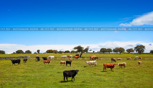 Salamanca grassland cows cattle in Dehesa of Spain by the via de la Plata way to santiago. Стоковое фото, агентство Ingram Publishing / Фотобанк Лори