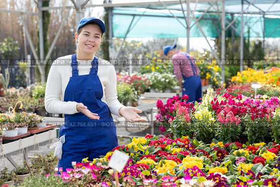 Saleswoman changes arrangement of pots with primrose and improves appearance of window. Стоковое фото, фотограф Яков Филимонов / Фотобанк Лори