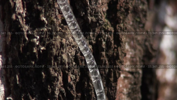 Сбор берёзового сока в лесу. Collecting birch sap in the forest. Стоковое видео, видеограф Евгений Романов / Фотобанк Лори