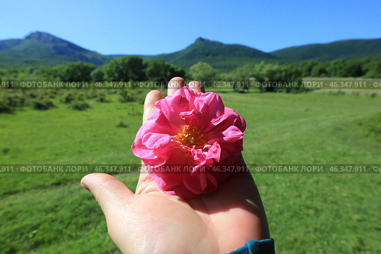 Сбор эфиромасличной розы в Крыму. Цветок розы на ладони. Стоковое фото, фотограф Яна Королёва / Фотобанк Лори