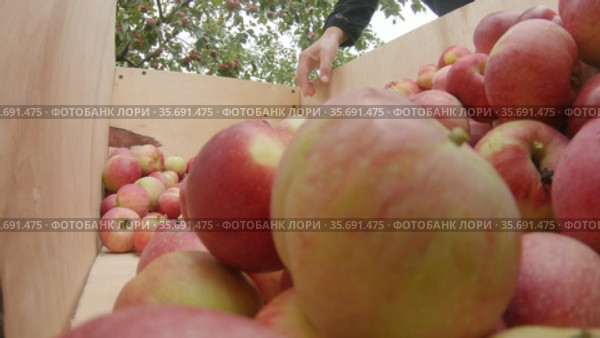 Сбор яблок в яблоневом саду. Picking apples in the apple orchard. Стоковое видео, видеограф Евгений Романов / Фотобанк Лори