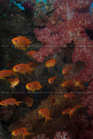 Scalefin anthias fish in Beqa Lagoon, Fiji. Terry Moore/Stocktrek Images/TASS. Стоковое фото, агентство ТАСС / Фотобанк Лори