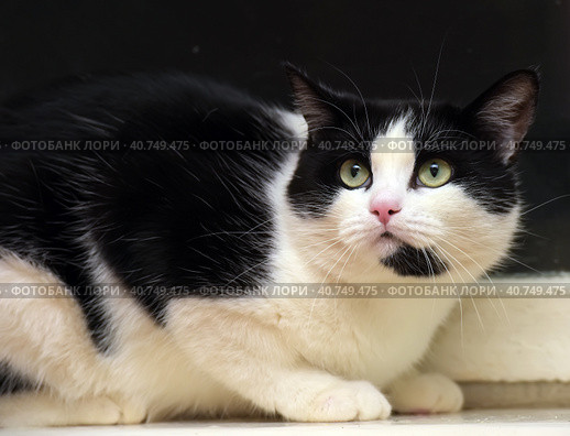Scared black and white domestic cat. Стоковое фото, фотограф Анна Кривицкая / Фотобанк Лори
