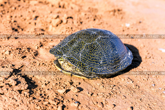 Scared tortoise hid in a shell. Стоковое фото, фотограф Евгений Ткачёв / Фотобанк Лори