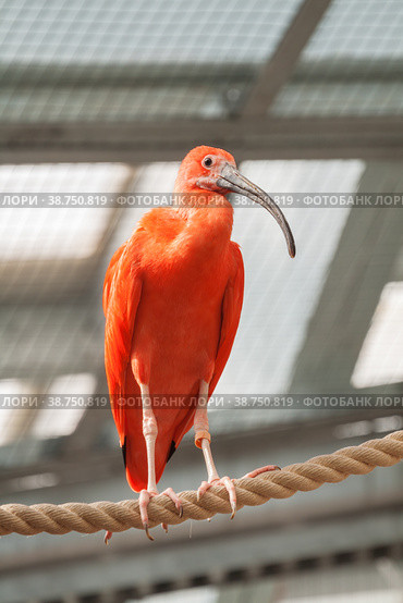 Scarlet ibis (Eudocimus ruber) Стоковое фото, фотограф Юлия Бабкина / Фотобанк Лори