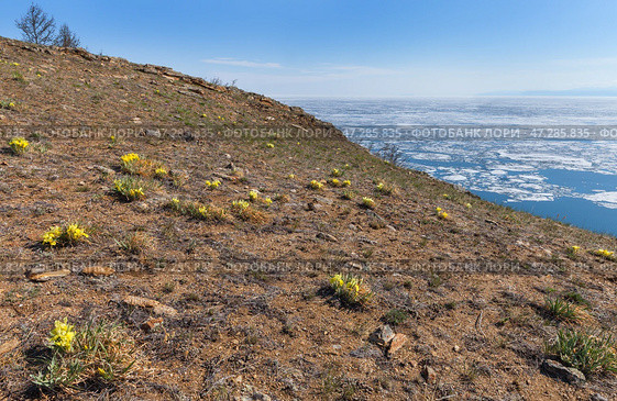 Scenic spring landscape of Siberian Baikal Lake with melting ice floes on blue water and blooming wild yellow irises on rocky shore of Olkhon Island in sunny May day. Natural spring background. Стоковое фото, фотограф Виктория Катьянова / Фотобанк Лори