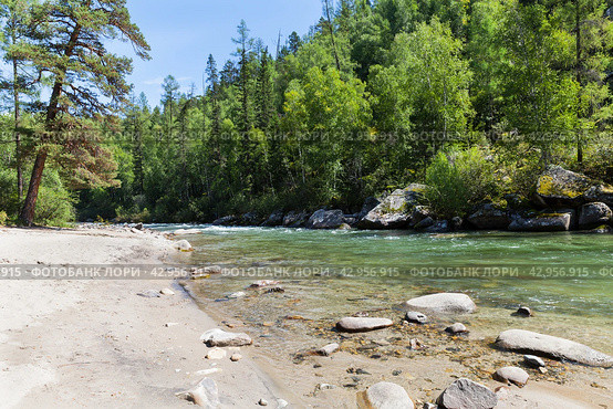 Scenic summer landscape with mountain river with sandy beach, clear blue water and green forest along banks on sunny day. Natural background. Ukhgun river, Nilovka, Tunka, Buryatia, Baikal region. Стоковое фото, фотограф Виктория Катьянова / Фотобанк Лори
