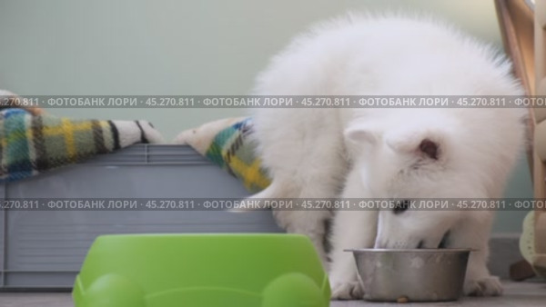 Щенок Белой Швейцарской Овчарки лакает воду из миски / Slow motion video of a small White Swiss Shepherd Dog puppy lapping water from a bowl. Стоковое видео, видеограф Сергей Пристяжнюк (Serg Zastavkin) / Фотобанк Лори