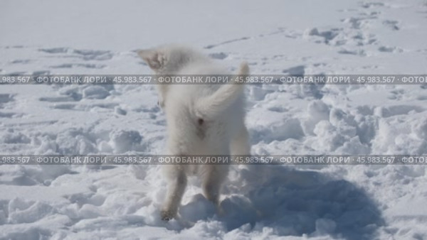Щенок Белой Швейцарской Овчарки / Slow motion video of a small White Swiss Shepherd Dog puppy playing in the snow in winter. Стоковое видео, видеограф Сергей Пристяжнюк (Serg Zastavkin) / Фотобанк Лори