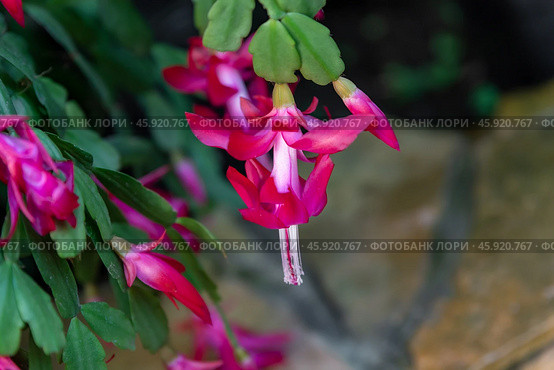 Schlumbergera buckleyi, also known as Christmas cactus, showcasing lush pink flowers and vibrant green foliage in a ceramic pot. Стоковое фото, фотограф Татьяна Терехина / Фотобанк Лори