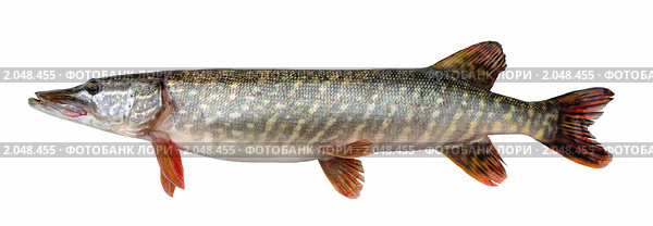 Щука обыкновенная ( Esox lucius L. ) Стоковое фото, фотограф Виктор Никитин / Фотобанк Лори