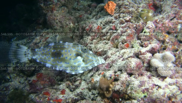 Scrawled Filefish - Aluterus scriptus swim over coral reef. Indian Ocean, Maldives, Asia. Стоковое видео, видеограф Некрасов Андрей / Фотобанк Лори