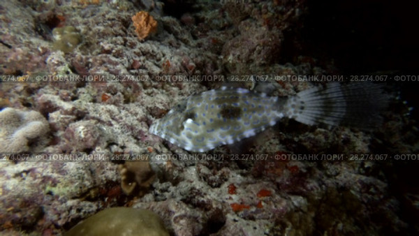 Scrawled Filefish swims in the night near coral reef. Стоковое видео, видеограф Некрасов Андрей / Фотобанк Лори