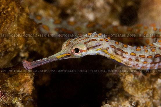 Scribbled Pipefish on a pink sponge, Papua New Guinea. Стоковое фото, фотограф Terry Moore/Stocktrek Images / ТАСС / Фотобанк Лори