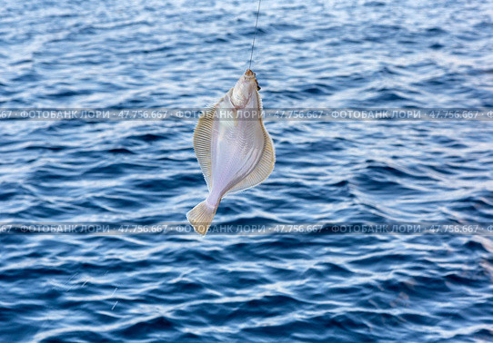 Sea fishing - flounder fishing. Ловля камбалы. Камбала. Стоковое фото, фотограф Roman B. / Фотобанк Лори