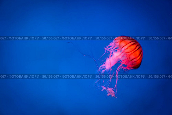 Sea Moon jellyfish with blue light background. Стоковое фото, агентство Ingram Publishing / Фотобанк Лори