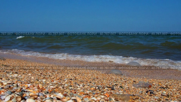 Sea shell beach in sunlight. Shimmering sea wave foams on sand Azov beach. Cerastoderma lamarcki, Hypanis colorata, Anadara inaequivalvis, Mytilus galloprovincialis, gastropods of bivalve molluscs. Стоковое видео, видеограф Юлия Петровская / Фотобанк Лори