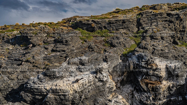 Seabirds- cormorants, petrels sit on the slope of a rocky island. The layered structure of the stones is visible, a sparse low-growing vegetation. Clouds in the blue sky. Argentina. Tierra del Fuego. Стоковое фото, фотограф Вера Ивановна Кубарева / Фотобанк Лори