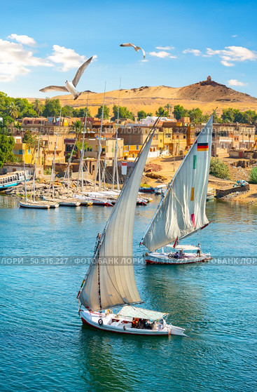 Seagulls over sailboats in sunny Aswan, Egypt. Birds over sailboats. Стоковое фото, агентство Ingram Publishing / Фотобанк Лори
