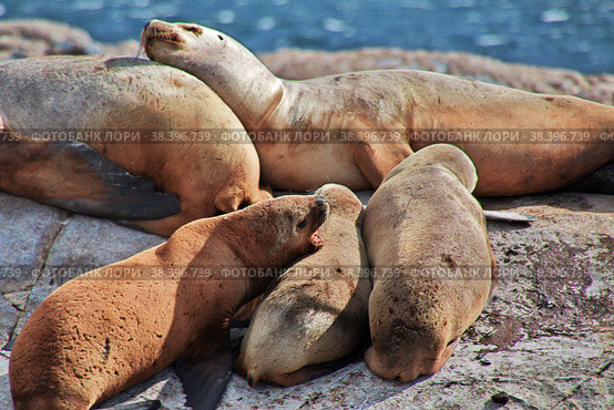Seals on the island in Beagle channel close Ushuaia city, Tierra del Fuego, Argentina (2019 год). Стоковое фото, фотограф Сергей Стрелков / Фотобанк Лори