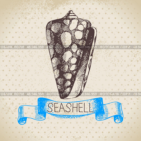 Seashell hand drawn sketch. Vintage illustration. Стоковая иллюстрация, агентство Ingram Publishing / Фотобанк Лори