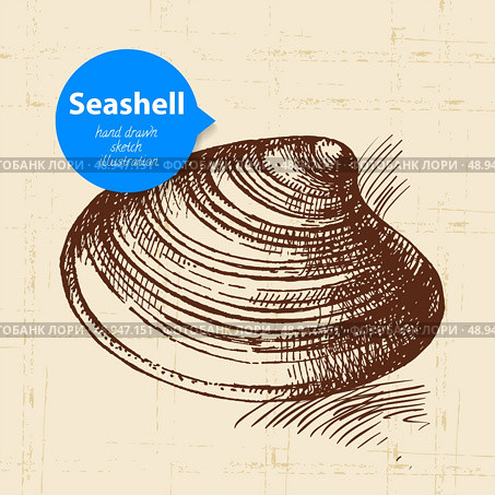 Seashell hand drawn sketch. Vintage illustration	. Стоковая иллюстрация, агентство Ingram Publishing / Фотобанк Лори