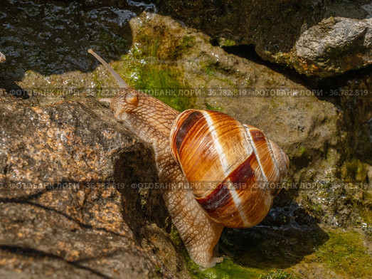 Съедобная улитка или эскарго ползёт по камням. Edible snail or escargot (Helix pomatia) crawls on the rock. Стоковое фото, фотограф Евгений Романов / Фотобанк Лори
