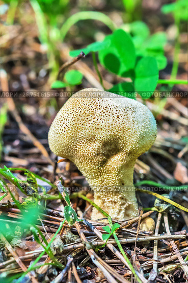 Съедобный гриб головач продолговатый (лат. Calvatia excipuliformis). Новосибирская область, Сибирь, Россия, август. Стоковое фото, фотограф Евгений Мухортов / Фотобанк Лори