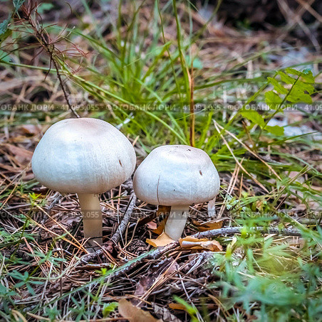 Съедобный гриб - Шампиньон кривой (Agaricus abruptibulbus) на хвойной подстилке. в сосновом лесу. Новосибирская область, Западная Сибирь. Стоковое фото, фотограф Евгений Мухортов / Фотобанк Лори