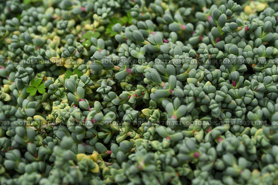 Sedum dasyphyllum succulent with dense mat of small blue-green leaves and red tips. Groundcover plant in natural light, perfect for rock gardens. Стоковое фото, фотограф Татьяна Терехина / Фотобанк Лори