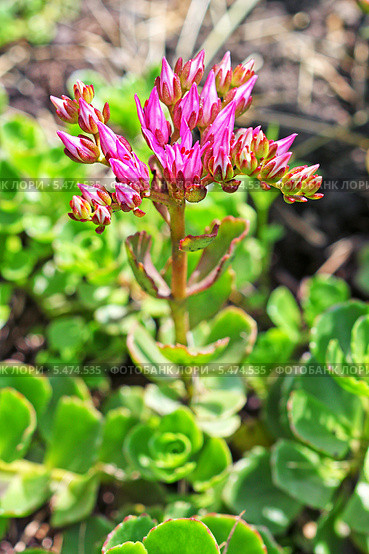 Седум супротиволистный (Sedum oppositifolium Sims).Розовое соцветие. Стоковое фото, фотограф Евгений Мухортов / Фотобанк Лори