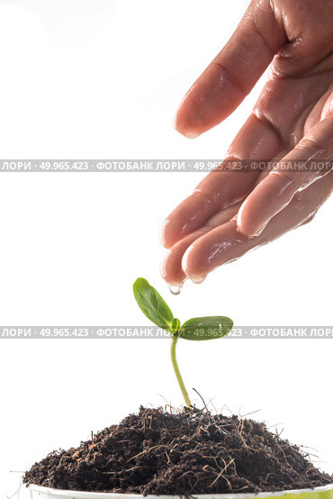 Seedlings are grown with women’s hands were watering. Стоковое фото, агентство Ingram Publishing / Фотобанк Лори