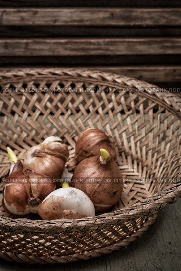 seedlings flower bulbs in a straw basket. Стоковое фото, агентство Ingram Publishing / Фотобанк Лори