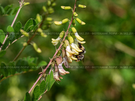 Сельскохозяйственные посевы астрагала перепончатого. Field of Mongolian milkvetch (Astragalus membranaceus). Стоковое фото, фотограф Евгений Романов / Фотобанк Лори