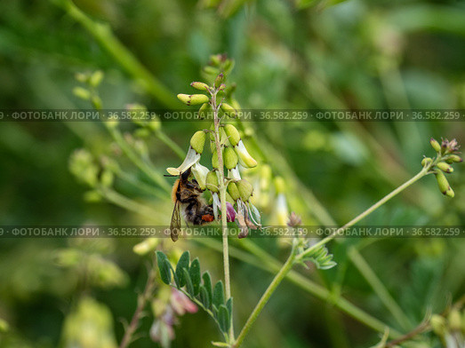 Сельскохозяйственные посевы астрагала перепончатого. Field of Mongolian milkvetch (Astragalus membranaceus). Стоковое фото, фотограф Евгений Романов / Фотобанк Лори
