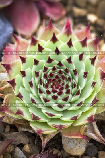 sempervivum florette. Стоковое фото, фотограф Lee Avison / PantherMedia / Фотобанк Лори