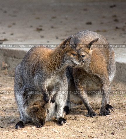 Семья кенгуру. Kangaroo family. Стоковое фото, фотограф Тимофей Косачев / Фотобанк Лори