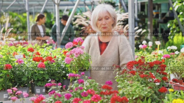 Senior woman is touched and mesmerized by dense inflorescences of decorative half-shrub pentas. Стоковое видео, видеограф Яков Филимонов / Фотобанк Лори