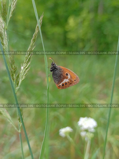Сенница аркания.Coenonympha arcania.Удивительная бабочка на растении в лесу. Лето. Стоковое фото, фотограф Елена Рассоха / Фотобанк Лори