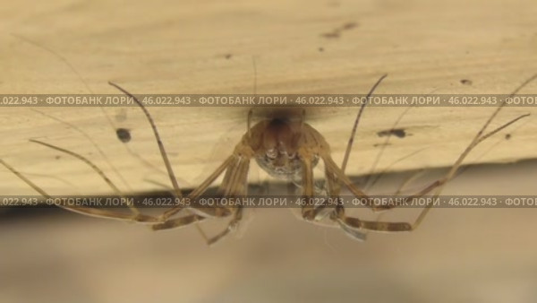 Сенокосец Opiliones. Стоковое видео, видеограф Александр Мамонтов / Фотобанк Лори