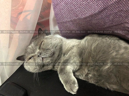 Серая британская кошка дремлет возле стола в  блаженстве, приоткрыв один глаз. Стоковое фото, фотограф Ярославский Максим / Фотобанк Лори