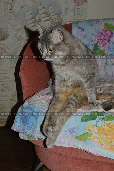 Серая кошечка инвалид Эдди на кресле как человек, свесив ноги  Gray disabled cat Eddie on a chair like a person, dangling his legs. Стоковое фото, фотограф Светлана Федорова / Фотобанк Лори